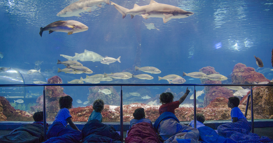 aquarium_barcelona1.jpg